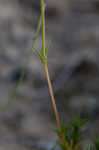 Pine barren stitchwort